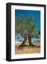 Olive Trees Djerba Tunisia-null-Framed Art Print