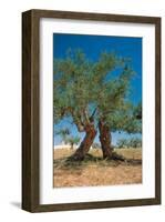 Olive Trees Djerba Tunisia-null-Framed Art Print