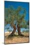 Olive Trees Djerba Tunisia-null-Mounted Art Print