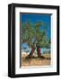 Olive Trees Djerba Tunisia-null-Framed Art Print