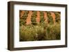 Olive trees in a field, Jaen, Jaen Province, Andalusia, Spain-null-Framed Photographic Print