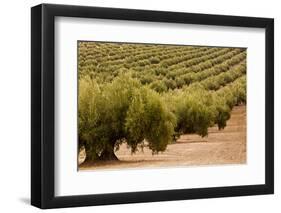 Olive trees in a field, Jaen, Jaen Province, Andalusia, Spain-null-Framed Photographic Print