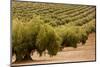 Olive trees in a field, Jaen, Jaen Province, Andalusia, Spain-null-Mounted Photographic Print