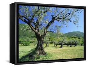 Olive Trees in a Grove in the Nyons District in the Drome Region of France, Europe-Maxwell Duncan-Framed Stretched Canvas