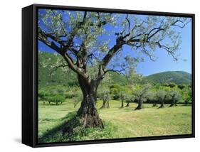 Olive Trees in a Grove in the Nyons District in the Drome Region of France, Europe-Maxwell Duncan-Framed Stretched Canvas