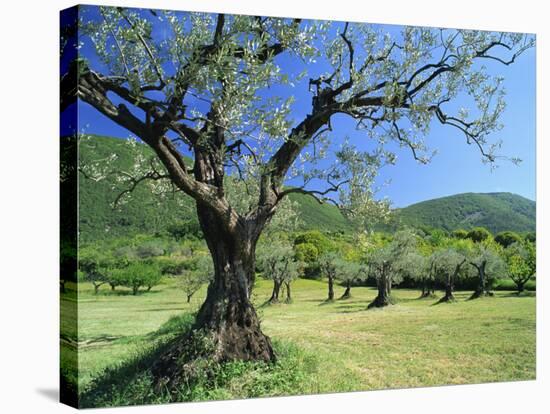 Olive Trees in a Grove in the Nyons District in the Drome Region of France, Europe-Maxwell Duncan-Stretched Canvas