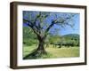 Olive Trees in a Grove in the Nyons District in the Drome Region of France, Europe-Maxwell Duncan-Framed Photographic Print