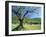 Olive Trees in a Grove in the Nyons District in the Drome Region of France, Europe-Maxwell Duncan-Framed Photographic Print