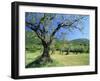 Olive Trees in a Grove in the Nyons District in the Drome Region of France, Europe-Maxwell Duncan-Framed Photographic Print