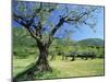 Olive Trees in a Grove in the Nyons District in the Drome Region of France, Europe-Maxwell Duncan-Mounted Photographic Print