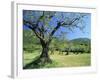 Olive Trees in a Grove in the Nyons District in the Drome Region of France, Europe-Maxwell Duncan-Framed Photographic Print