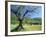 Olive Trees in a Grove in the Nyons District in the Drome Region of France, Europe-Maxwell Duncan-Framed Photographic Print