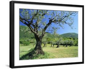 Olive Trees in a Grove in the Nyons District in the Drome Region of France, Europe-Maxwell Duncan-Framed Photographic Print