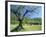 Olive Trees in a Grove in the Nyons District in the Drome Region of France, Europe-Maxwell Duncan-Framed Photographic Print