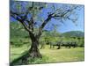 Olive Trees in a Grove in the Nyons District in the Drome Region of France, Europe-Maxwell Duncan-Mounted Photographic Print