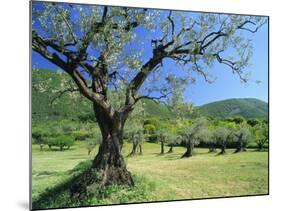 Olive Trees in a Grove in the Nyons District in the Drome Region of France, Europe-Maxwell Duncan-Mounted Photographic Print