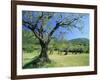 Olive Trees in a Grove in the Nyons District in the Drome Region of France, Europe-Maxwell Duncan-Framed Photographic Print