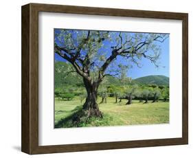 Olive Trees in a Grove in the Nyons District in the Drome Region of France, Europe-Maxwell Duncan-Framed Photographic Print