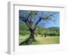 Olive Trees in a Grove in the Nyons District in the Drome Region of France, Europe-Maxwell Duncan-Framed Photographic Print