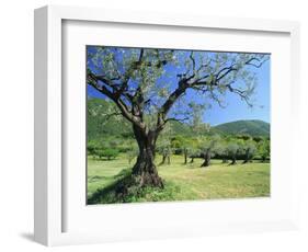 Olive Trees in a Grove in the Nyons District in the Drome Region of France, Europe-Maxwell Duncan-Framed Photographic Print