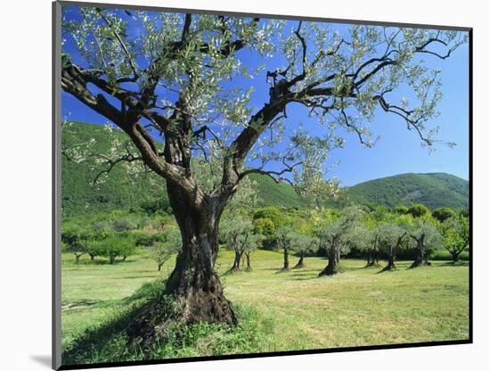 Olive Trees in a Grove in the Nyons District in the Drome Region of France, Europe-Maxwell Duncan-Mounted Photographic Print