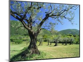 Olive Trees in a Grove in the Nyons District in the Drome Region of France, Europe-Maxwell Duncan-Mounted Photographic Print