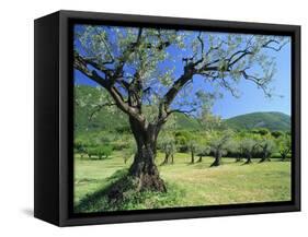Olive Trees in a Grove in the Nyons District in the Drome Region of France, Europe-Maxwell Duncan-Framed Stretched Canvas