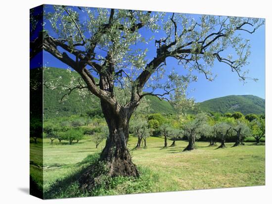 Olive Trees in a Grove in the Nyons District in the Drome Region of France, Europe-Maxwell Duncan-Stretched Canvas