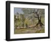 Olive Trees in Florence-William Merritt Chase-Framed Giclee Print