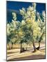 Olive Trees in Italy-Helen J. Vaughn-Mounted Giclee Print