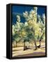 Olive Trees in Italy-Helen J. Vaughn-Framed Stretched Canvas