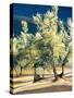 Olive Trees in Italy-Helen J. Vaughn-Stretched Canvas