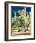 Olive Trees in Italy-Helen J. Vaughn-Framed Giclee Print