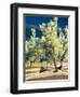 Olive Trees in Italy-Helen J. Vaughn-Framed Giclee Print