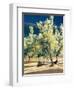 Olive Trees in Italy-Helen J. Vaughn-Framed Giclee Print