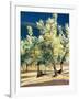 Olive Trees in Italy-Helen J. Vaughn-Framed Giclee Print