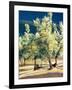 Olive Trees in Italy-Helen J. Vaughn-Framed Giclee Print