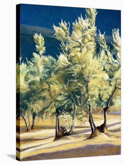 Olive Trees in Italy-Helen J. Vaughn-Stretched Canvas