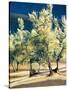 Olive Trees in Italy-Helen J. Vaughn-Stretched Canvas