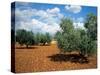 Olive Trees in Provence, France-David Barnes-Stretched Canvas