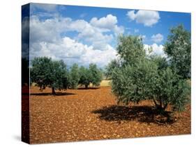 Olive Trees in Provence, France-David Barnes-Stretched Canvas