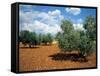 Olive Trees in Provence, France-David Barnes-Framed Stretched Canvas