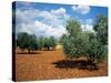 Olive Trees in Provence, France-David Barnes-Stretched Canvas