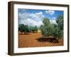 Olive Trees in Provence, France-David Barnes-Framed Premium Photographic Print