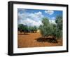 Olive Trees in Provence, France-David Barnes-Framed Premium Photographic Print