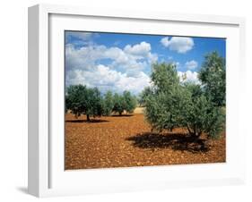 Olive Trees in Provence, France-David Barnes-Framed Premium Photographic Print