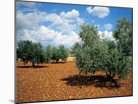 Olive Trees in Provence, France-David Barnes-Mounted Premium Photographic Print