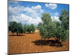 Olive Trees in Provence, France-David Barnes-Mounted Premium Photographic Print