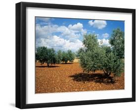 Olive Trees in Provence, France-David Barnes-Framed Photographic Print