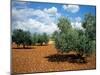 Olive Trees in Provence, France-David Barnes-Mounted Photographic Print